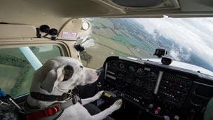 Dog flying a plane