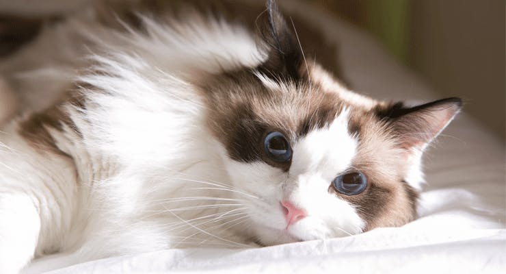 ragdoll-cat.png