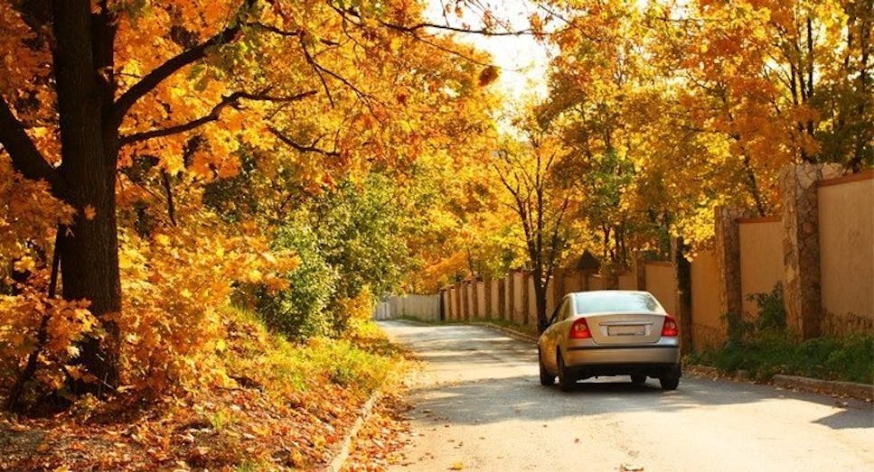 Grey car on tree-lined road