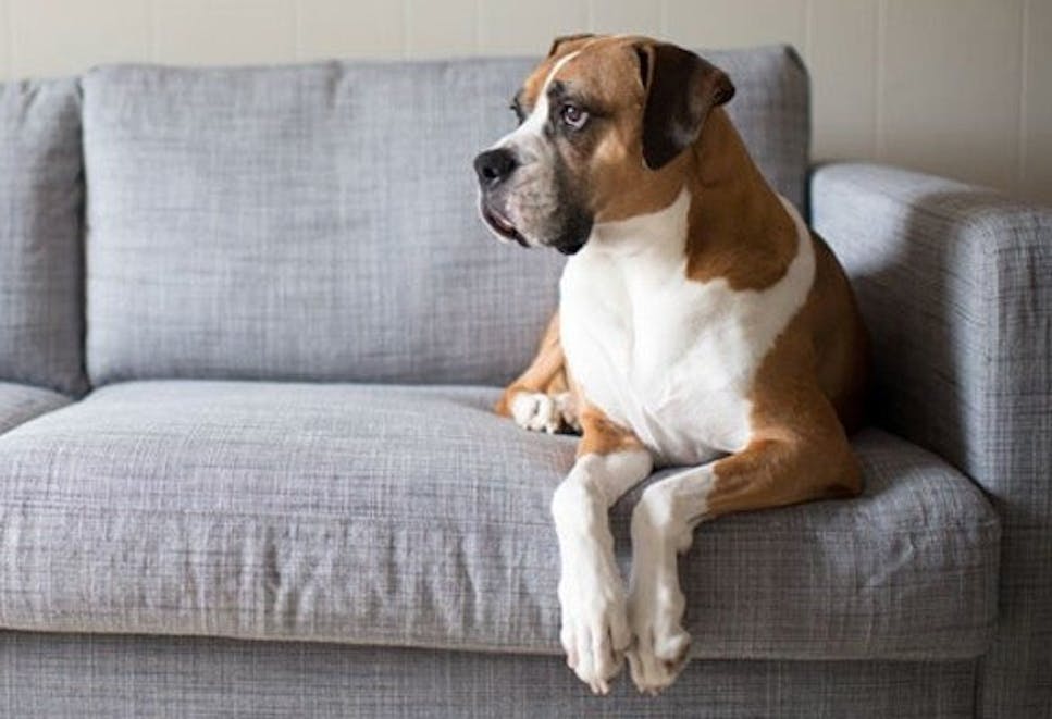 A serious looking brown and white dog sitting on a grey sofa