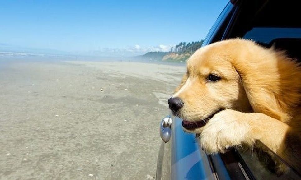 Puppy hanging out the window 
