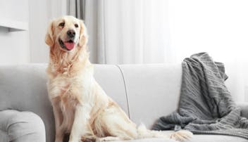 Lifetime pet insurance guide