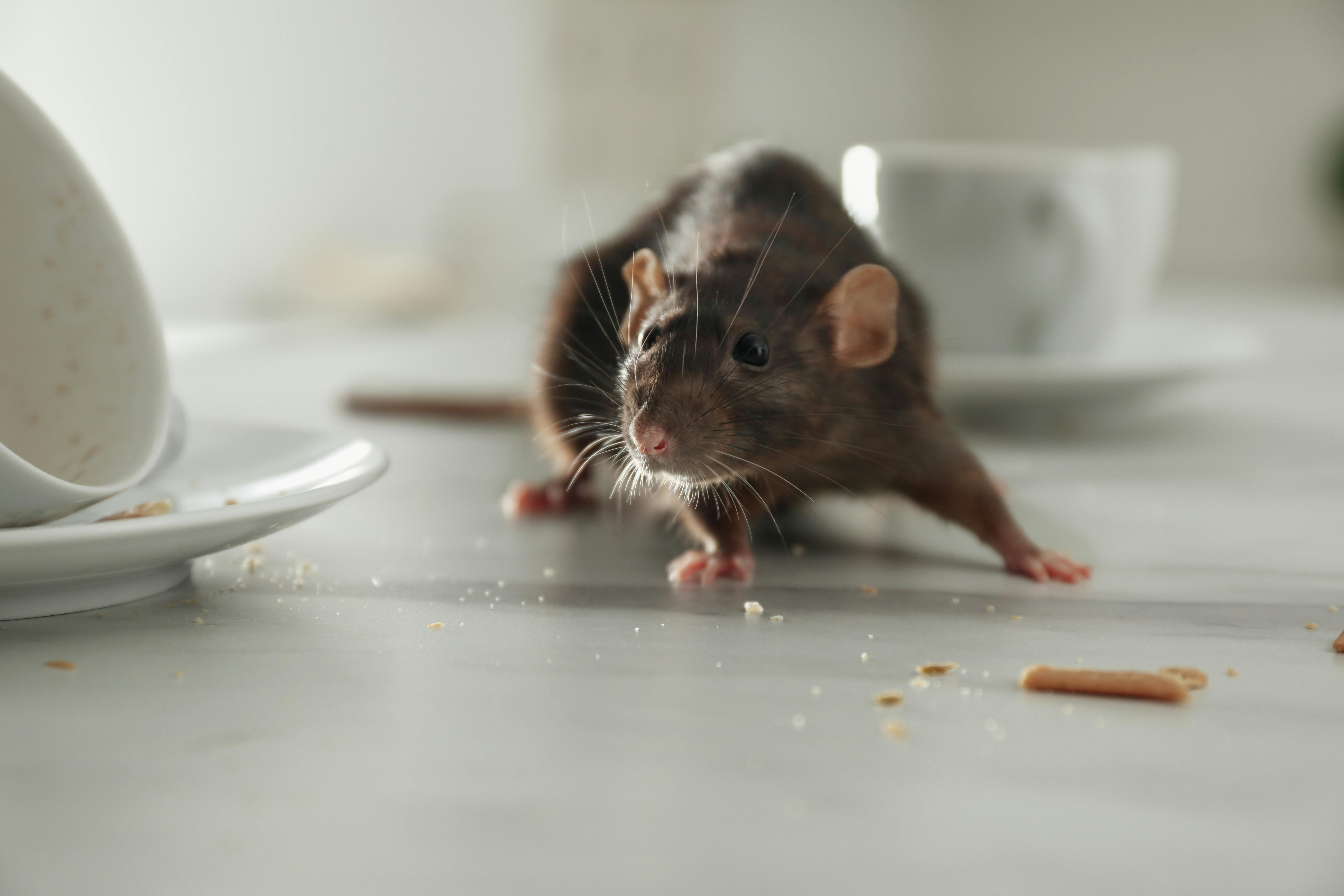 Rat on kitchen table