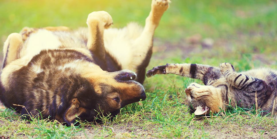 dog and cat laying in grass