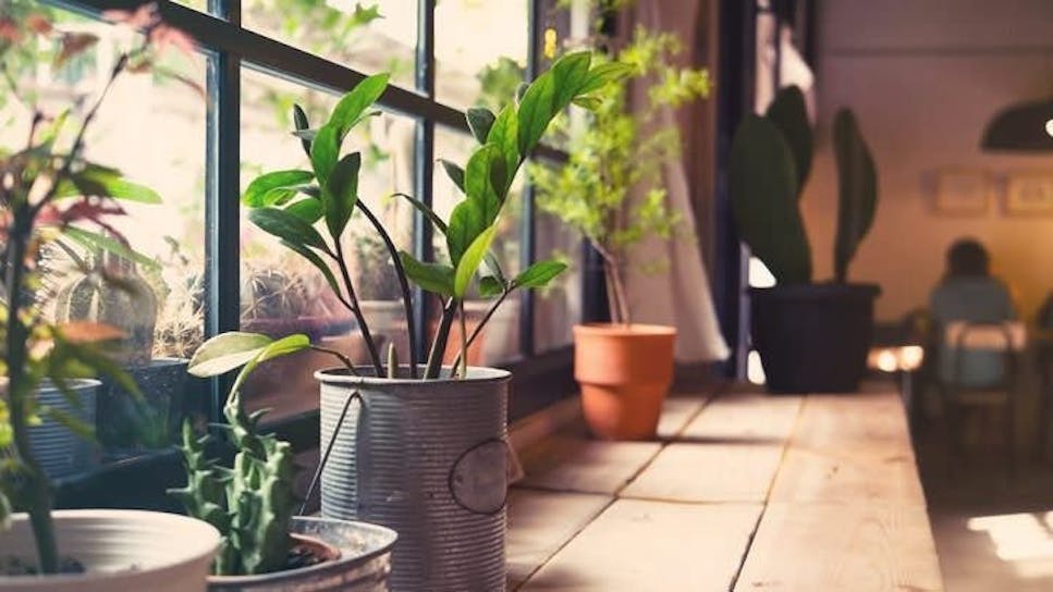 plants in pots