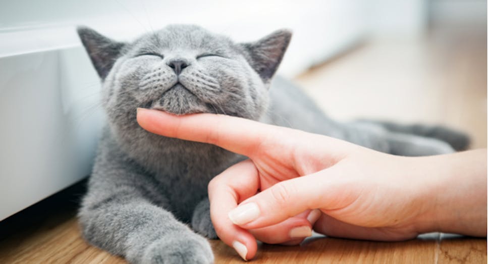 grey cat with its eyes closed and head resting on a hand