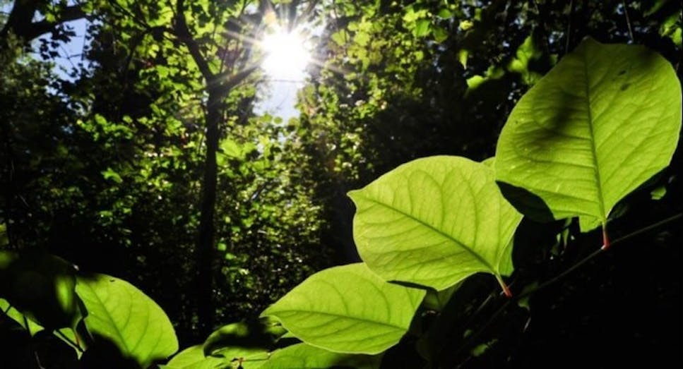 Japanese knotweed