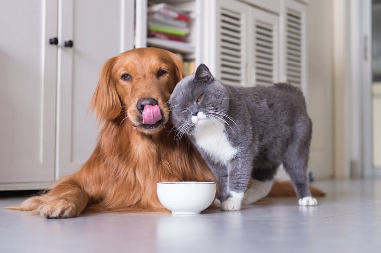 Cat and dog
