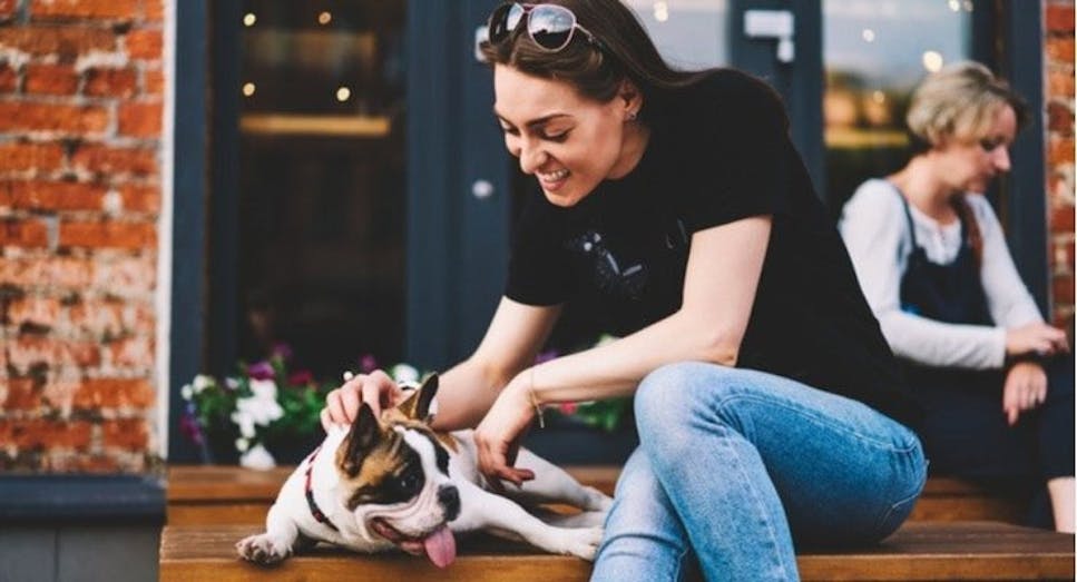 An old tired French bulldog is petted by its human