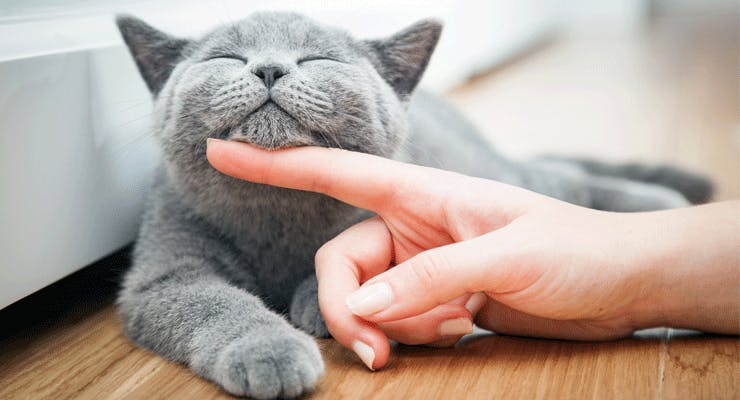 British Blue