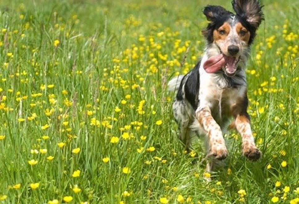 Dog running through grass with his ears flopping in the wind 