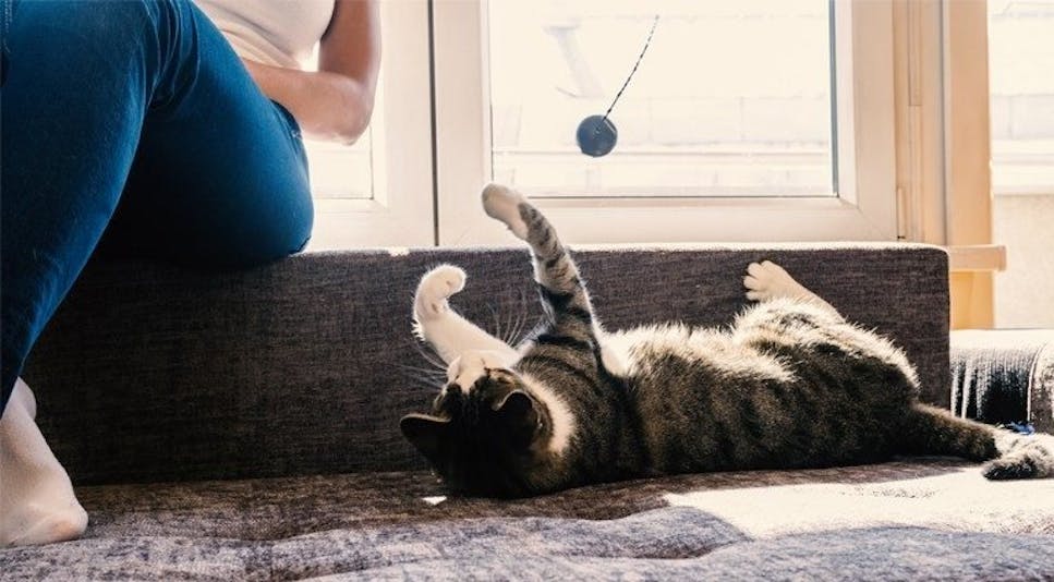 Cat playing with ball