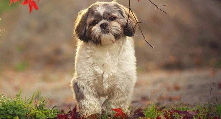 Shih Tzu