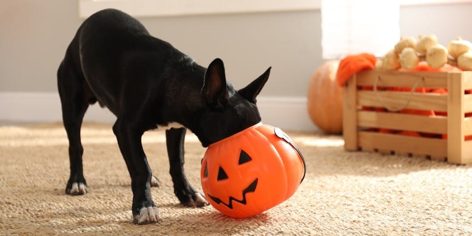 Dog with head in Halloween treat bucket