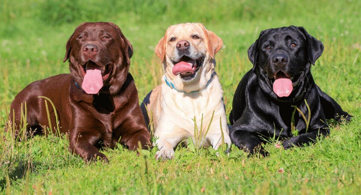 Labrador Retriever