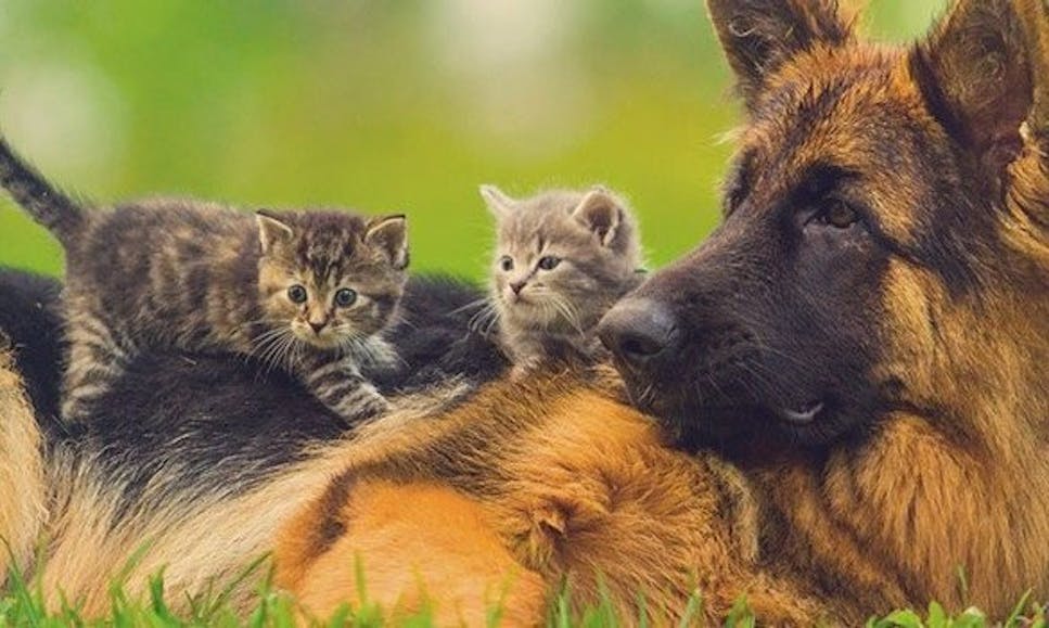 two cats sitting on top of big dog 