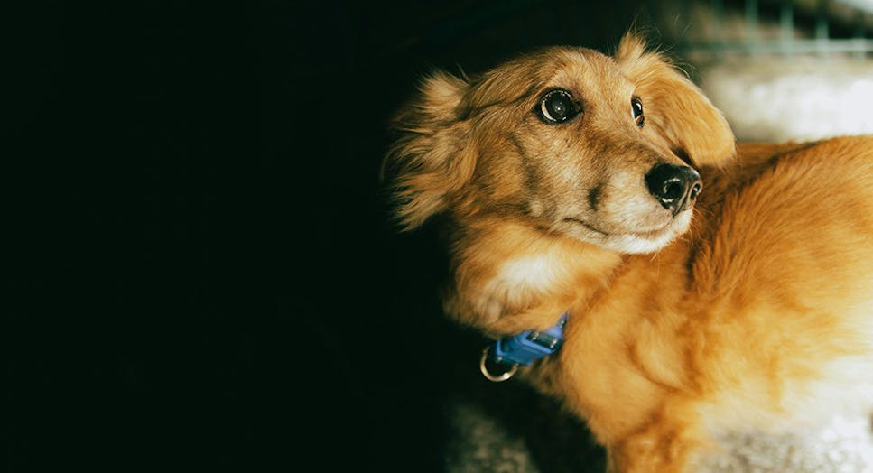 scared dog