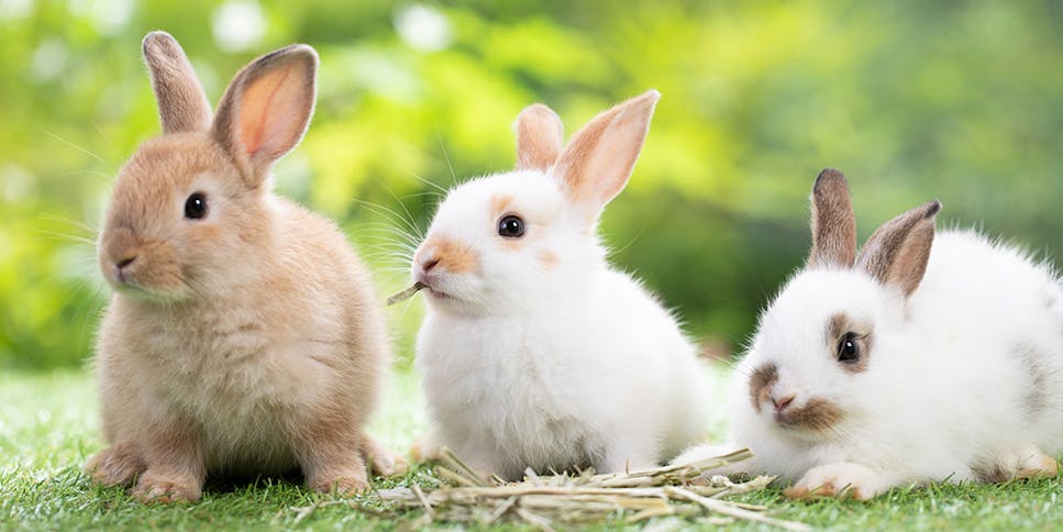 Rabbits