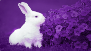 White rabbit against purple background