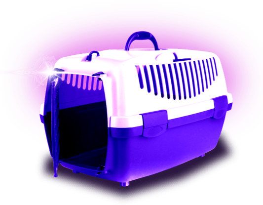 Image of a pet carrier in purple hues
