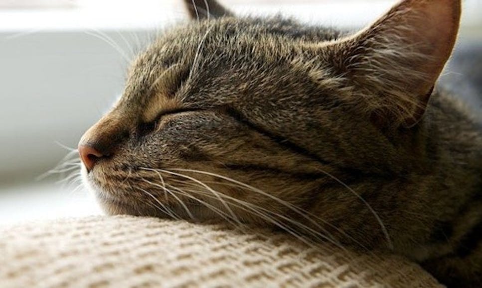 Cat leaning his head