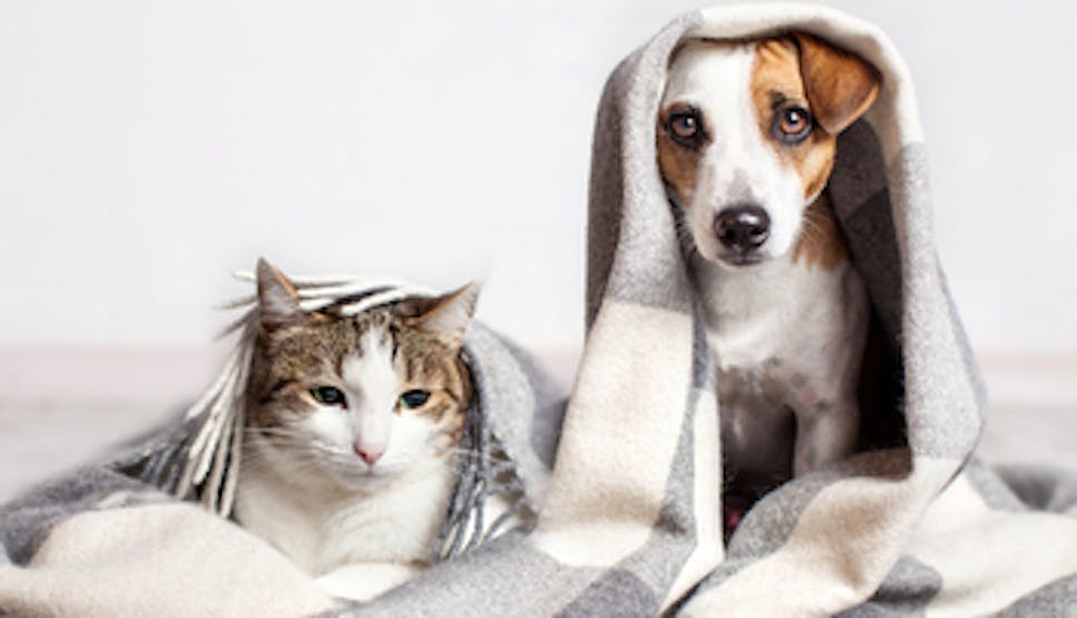 Picture of a cat and a dog under a blanket