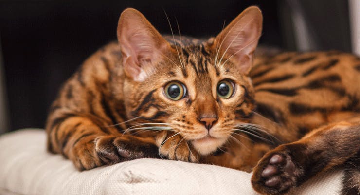 Bengal