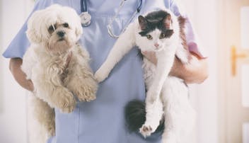 Compare cheap pet insurance quotes | MoneySuperMarket Compare cheap pet insurance quotes | MoneySuperMarket