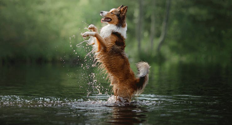 Border Collie