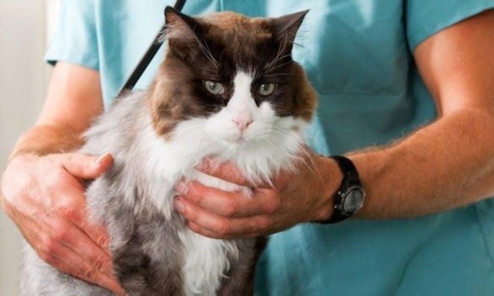 Cat in the hands of a vet