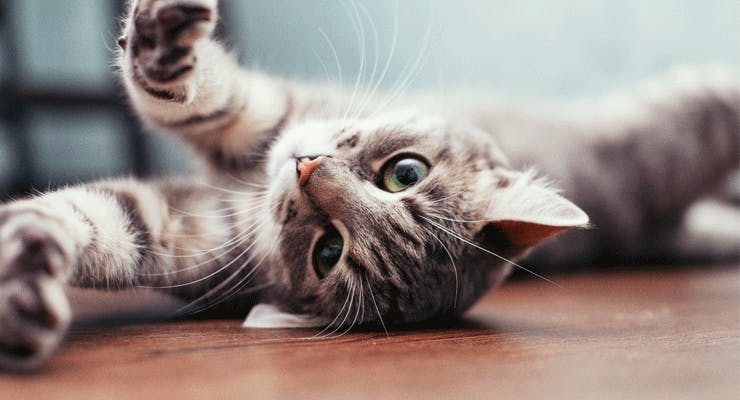 Moggie / Domestic Shorthair