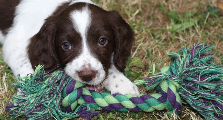 /content/dam/moneysupermarket/insurance/pet-insurance/11495-pet-dog-breeds-9-desktop.svg