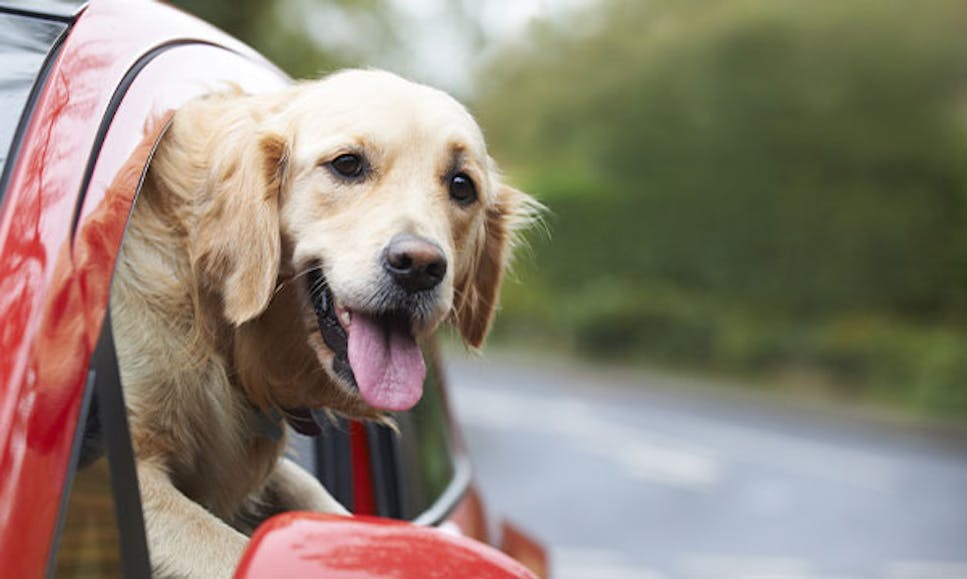 cherry eye in dogs