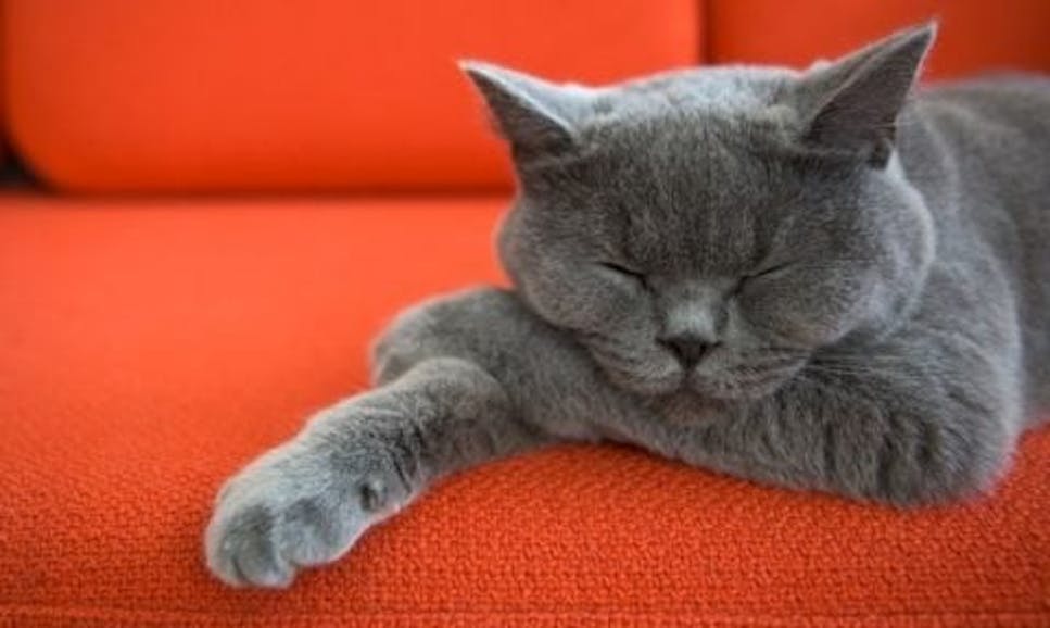 Cat lounging on the sofa