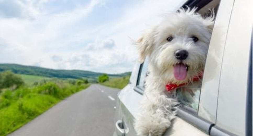 dog's head out of car window on the road 