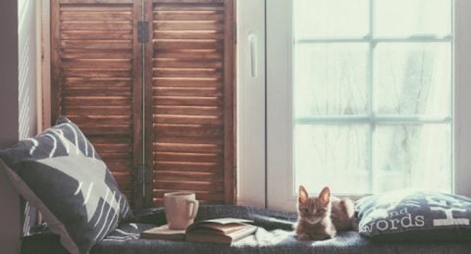 Cat sitting on window seat in dusky winter weather