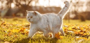 Adult cat walking across grass and leaves