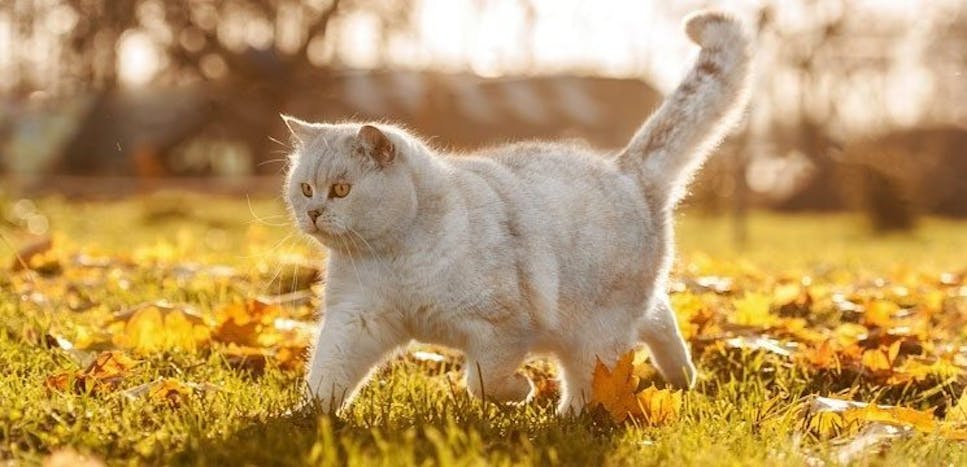 Adult cat walking across grass and leaves
