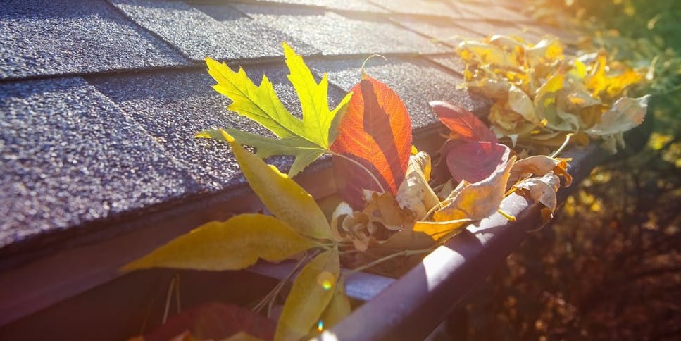 Leaves in gutter