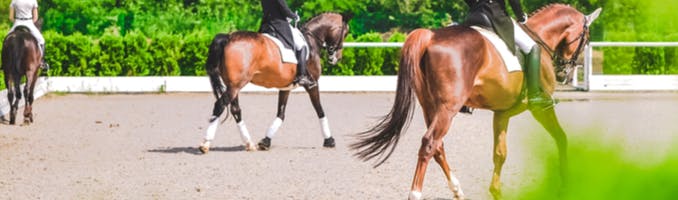 igd-banner-pet-insurance-horse.png