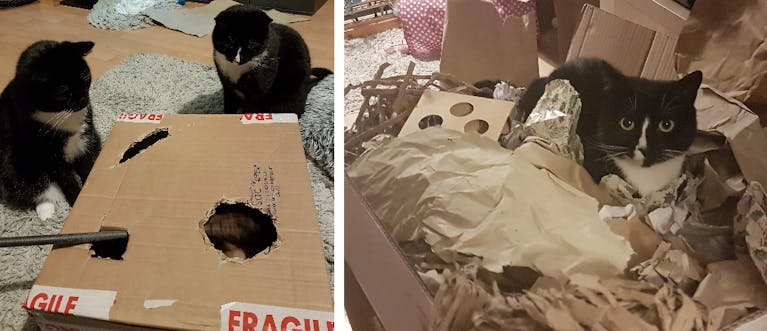 cat-toys-homemade.png