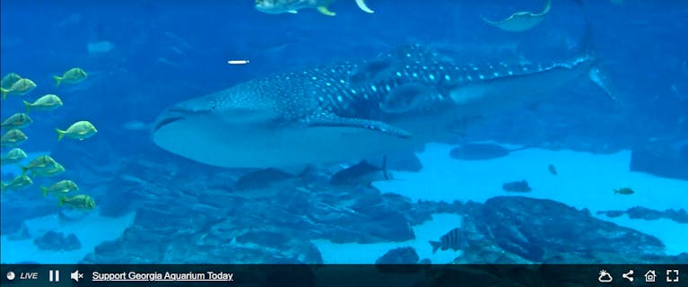 Virtual-globe-trotting-georgia-aquarium.png