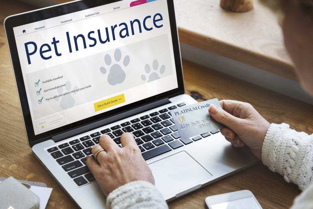 Pet insurance.