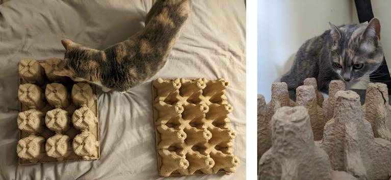 cat-and-packaging.png