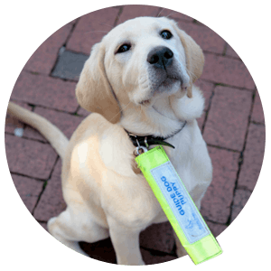 img-guide-doggo.png