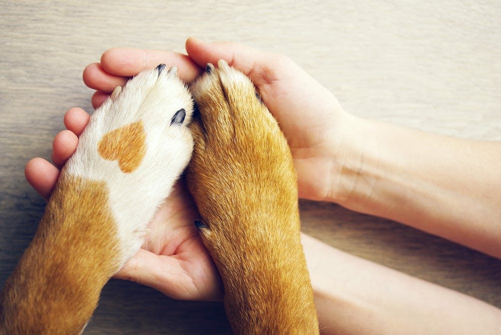 igd-hero-pet-insurance-paws.jpg