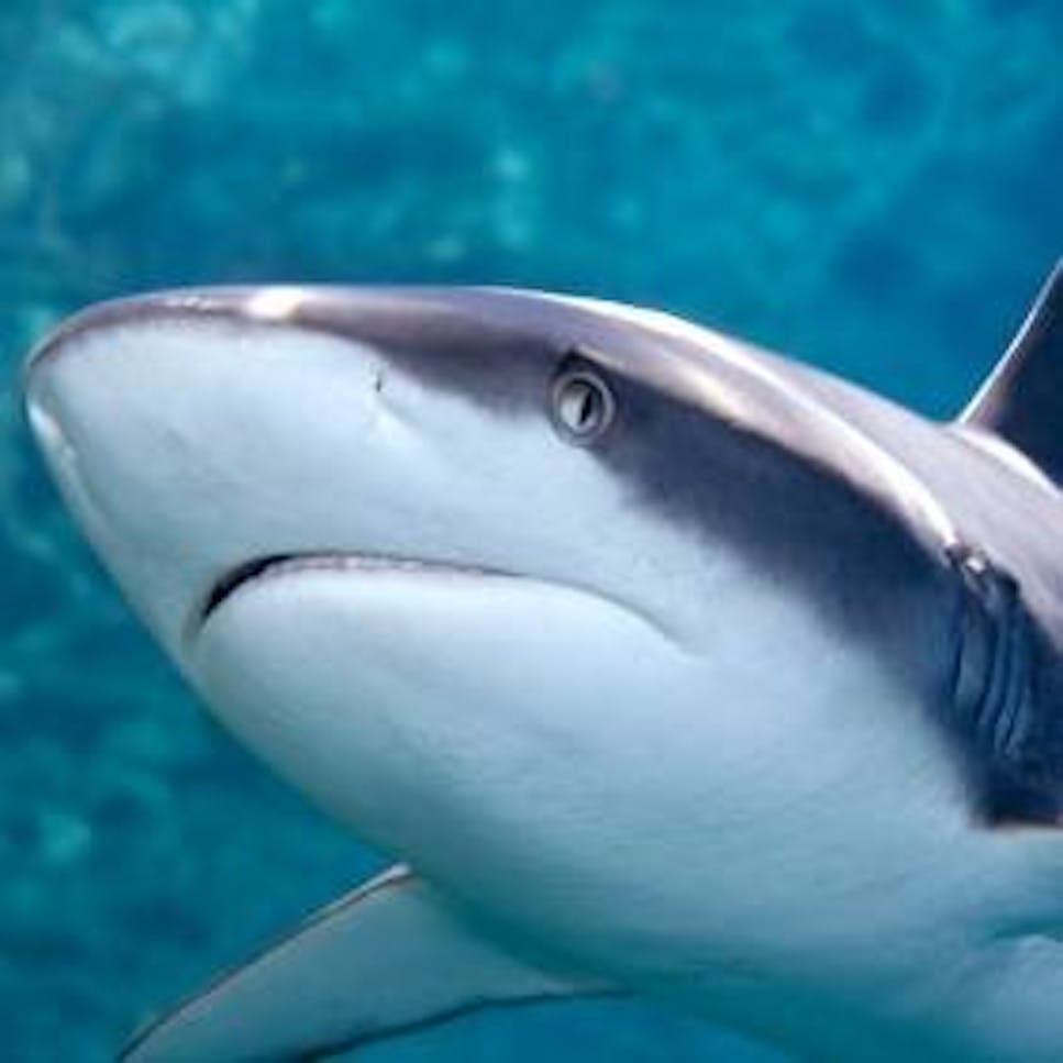 shark