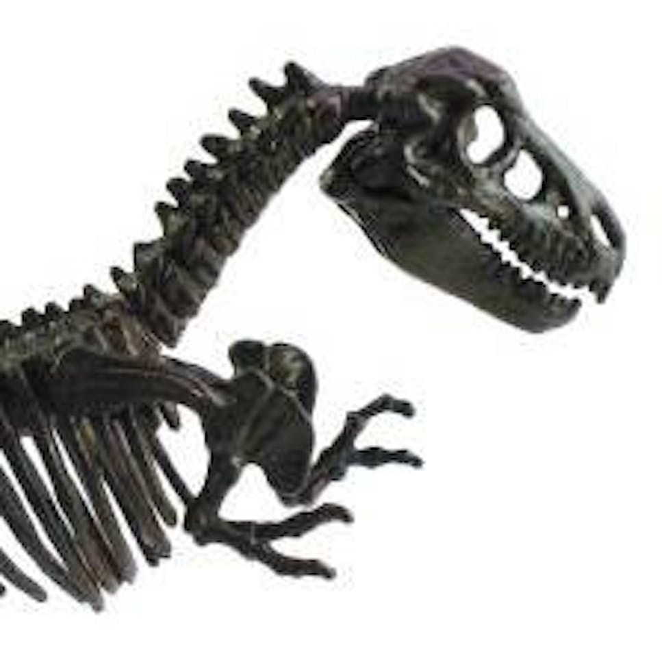 dinosaur