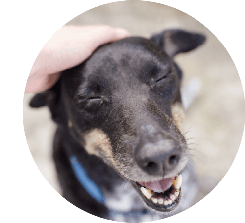 img2-12902-Pet-blog.png