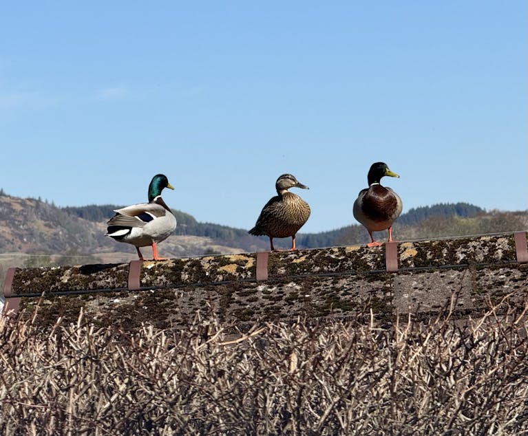 Three ducks on a wall